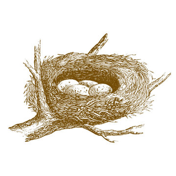 Burrow & Nest