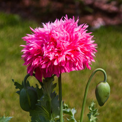 Pink Poppy - Artwork