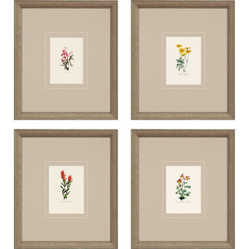 Western Wildflower, 4-Piece Set Framed Art