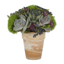 plants