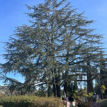 Tree Care