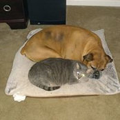 Toni Petschko's photo