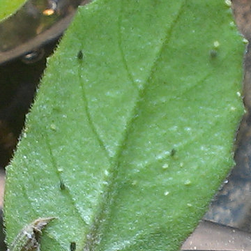 Expanding the Garden in 2013-14 (Spidermite infestation)