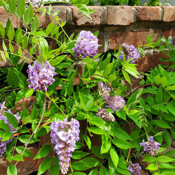 Going Native with Wisteria