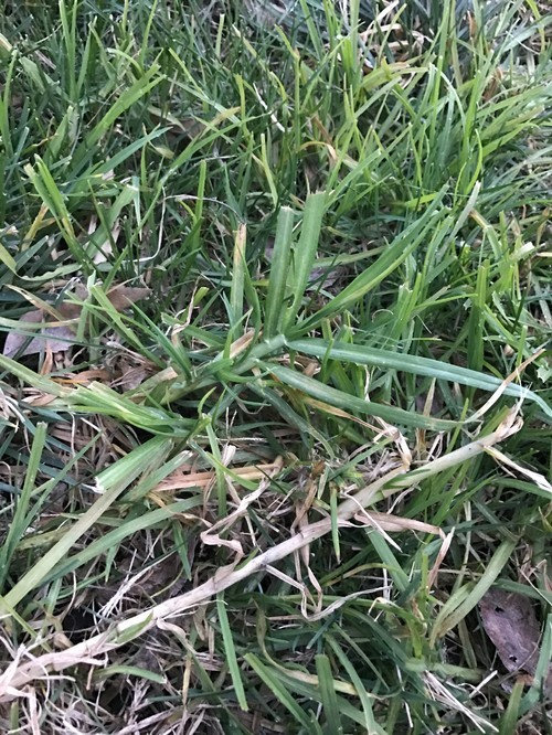 Help! What kind of grass do I have