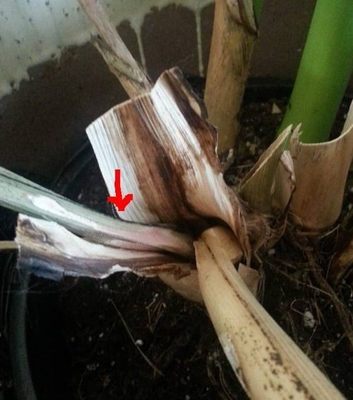 Red Pink Mold On Palm Houseplant