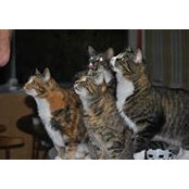 Robin Bailey's photo