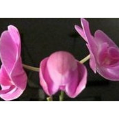 Charankanwal Saggu's photo