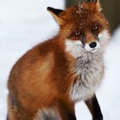 Debbie Somerville's photo