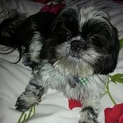 Jenine Jimenez-Spina's photo