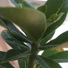 adenium bugs