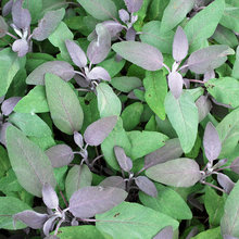 GreenGardener's Herbs
