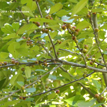 Tree Service Magnolia Beaver Tree Service, Inc.