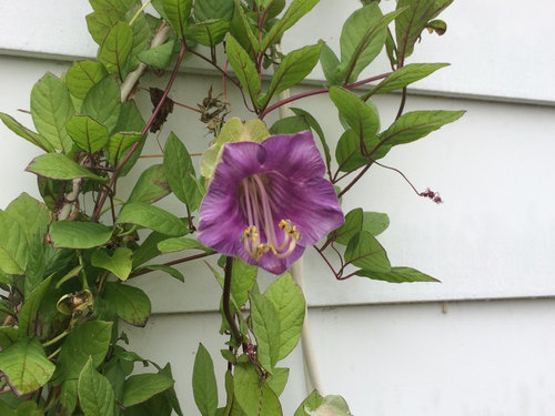 Cup And Saucer Vine Just Bloomed For The First Time