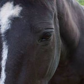 Brad Crosby's photo