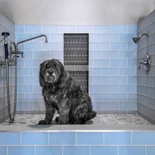Dog Wash