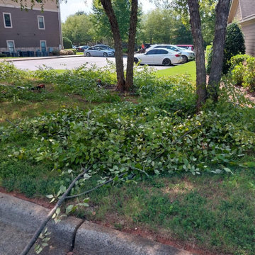 Professional Landscape Maintenance & Outdoor Cleanup