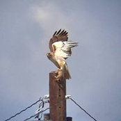 A.j. Gest's photo