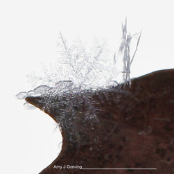 One Flake - Prints And Posters