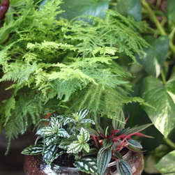 Jungle Bowl : Asparagus Fern + Pilea Cadierei + Peperomia Caperata - Plants