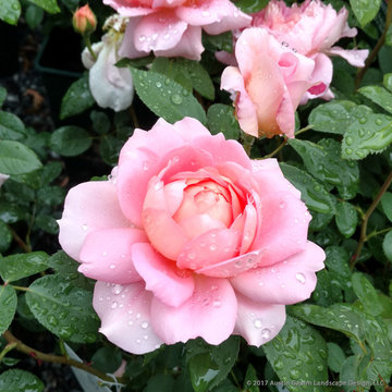 Plant Ideas & Colorful Combinations