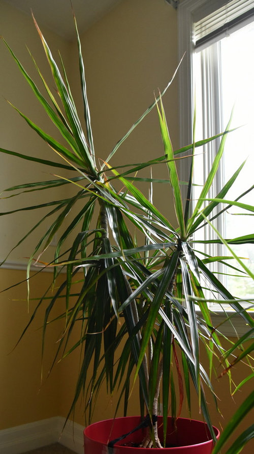 Dracanea plant losing leaves