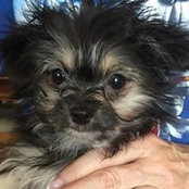 Ellen Kent's photo