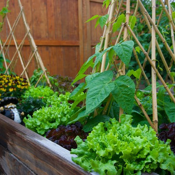 Urban Residential Garden