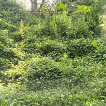 Before Photo with Heavily Overgrown Vegetation