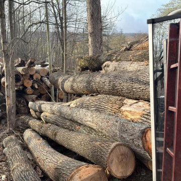 Tree & Landscaping services