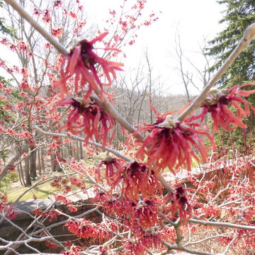 Formal Gardens - North Woodland Border - Witch Hazel in February