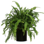 Scape Supply - Live 2' Fern 'Kimberly Queen' Package, Black - The fern is a long time player in the interior landscape industry.  It is well known for it's great air cleaning abilities and versatility, as it can be hung from above in the proper container. The fern likes a medium lit area with indirect sunlight.  It is one of the best plants for maintaining humidity in your indoor space.