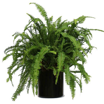 Live 2' Fern 'Kimberly Queen' Package, Black