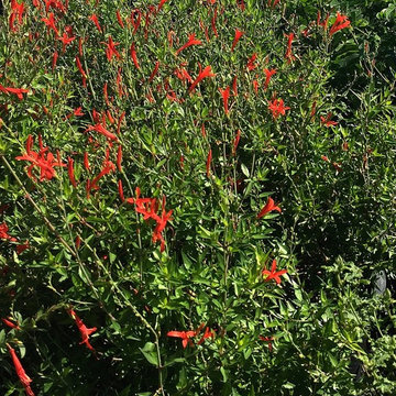 Southwestern Plants