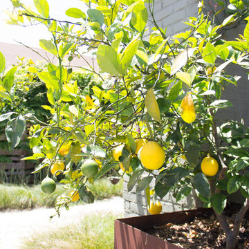 Craftsman Urban Farm