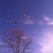 Sue Walls's photo