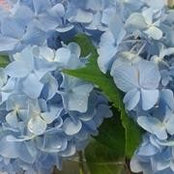 Gina Mattei's photo
