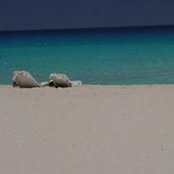 Brock Johnson's photo