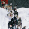 "Alaska, Dogsled Scene" Print, 16"x24"