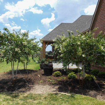 Natchez Crape Myrtles