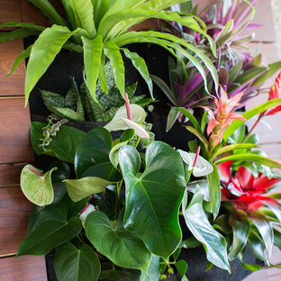 Tropischer Garten in San Diego