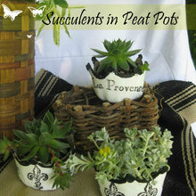donna_musella's ideas