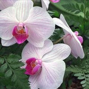 Rosa Craig's photo