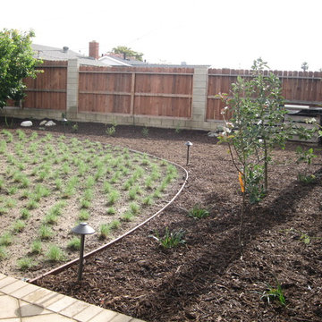 Drought Tolerant Back Yard Garden