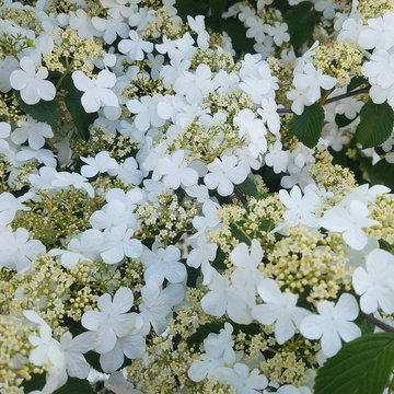 Garden Detail