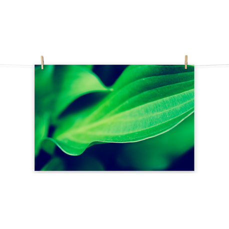 Mellow Hosta Leaves Botanical Nature Photo Unframed Wall Art Prints, 12" X 18"