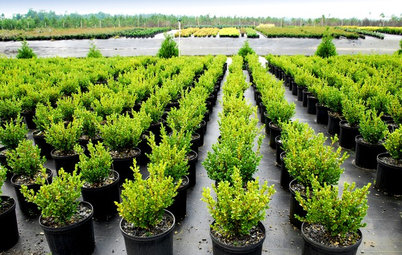 How to Buy Healthy Trees and Shrubs