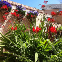 Colores en el jardín
