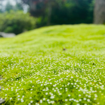 Moss gardens