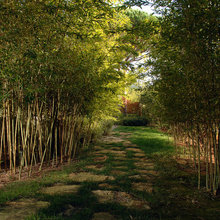 Garden - bamboo